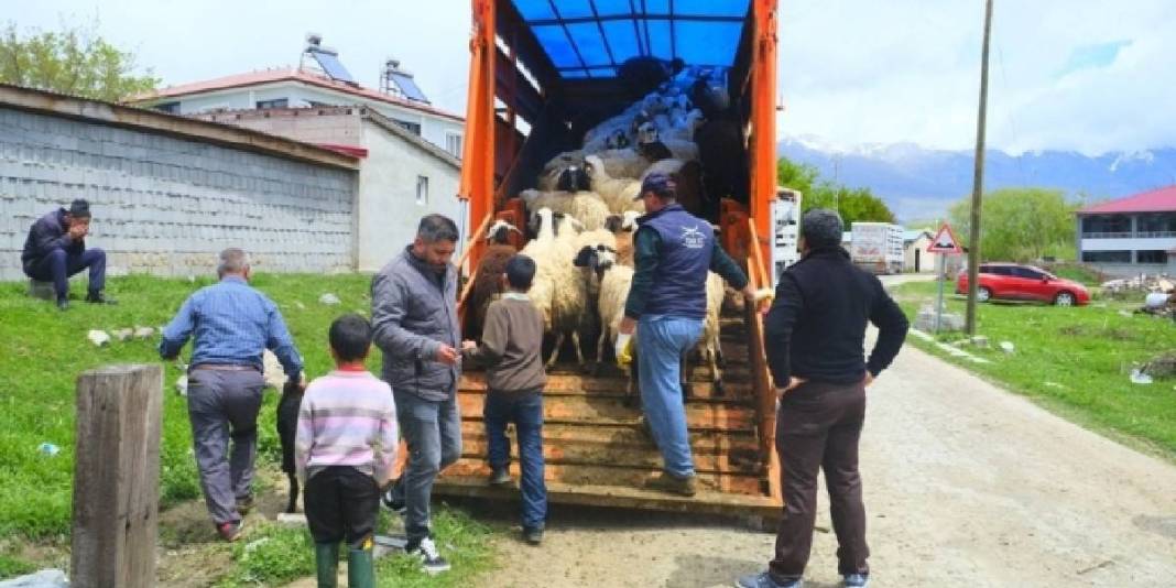 Meşhur tulum peyniri için mesai başlıyor! Üreticiler yüksek rakımlı yayla yolculuğuna hazır 6